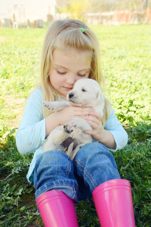 Daughter and English Golden Retriever