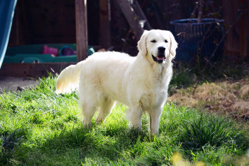 Golden Retriever Stud Glacier - The Bearden Pack The Bearden Pack