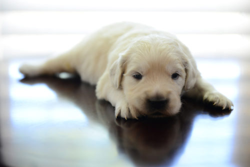 Golden Retriever Puppies Just Born The Bearden Pack