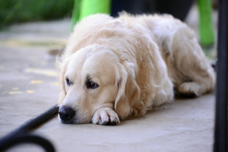 Golden Retriever Stud Glacier - The Bearden Pack The Bearden Pack